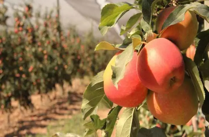 Türkiye’nin elma deposu Karaman’da 55 gün sürecek olan elma hasadı başladı