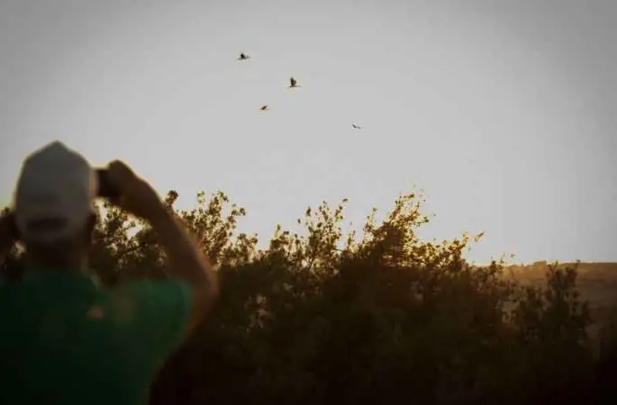 Göçmen kuşlar, Mersin'den Afrika'ya uğurlandı