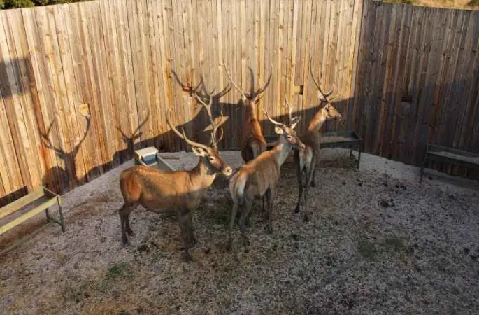 Türkiye’nin ‘Maldivleri’ Salda Gölü kızıl geyiklerine kavuştu