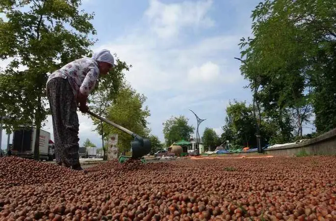 Serbest piyasada fındık fiyatları yükselme eğilimine girdi