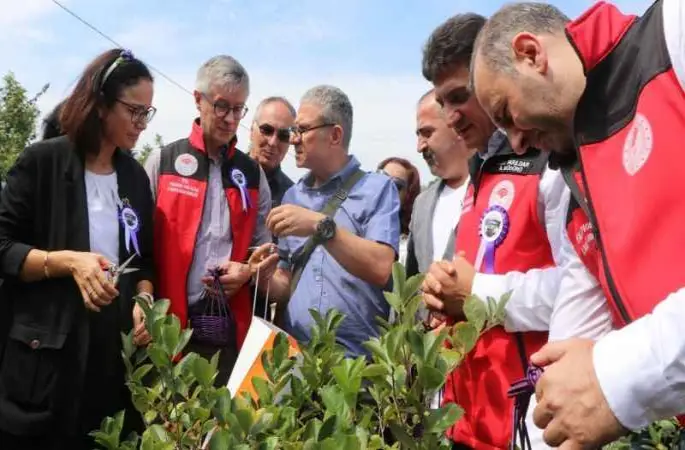Yalova’nın coğrafi işaretli meyvesi aronyada hasat sevinci