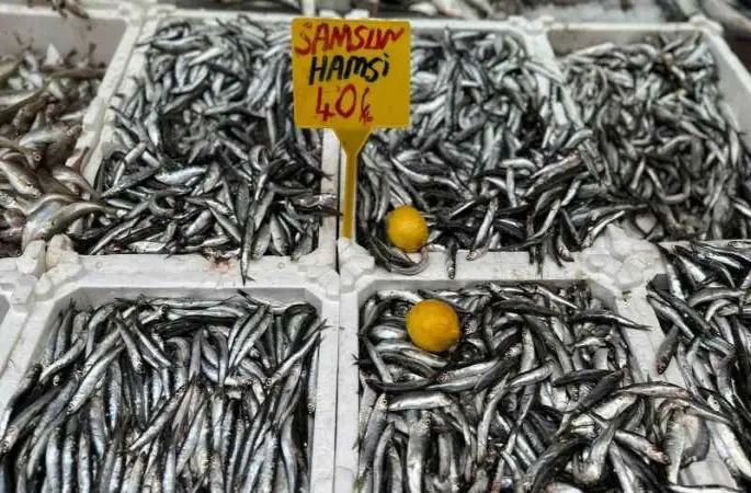 Karadeniz'de hamsi bolluğu: Kilosu 40 TL