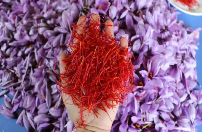 Safranbolu Safranı AB Komisyonu tarafından tescillendi