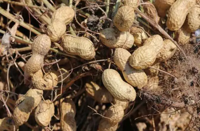 Adana'da 105 bin ton yer fıstığı rekoltesi bekleniyor