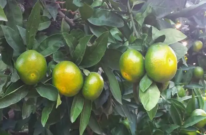 Hatay’da mandalina hasadı başladı