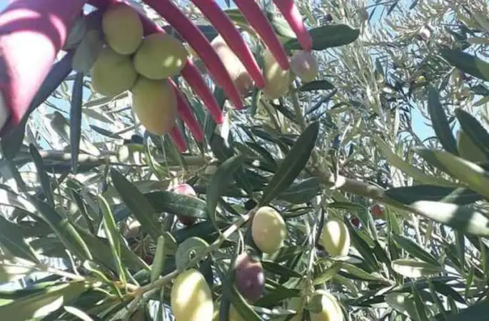 Mut’ta zeytin hasadı başladı