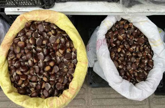 Sinop kestanesi cep yakıyor: Kilosu 300 lira