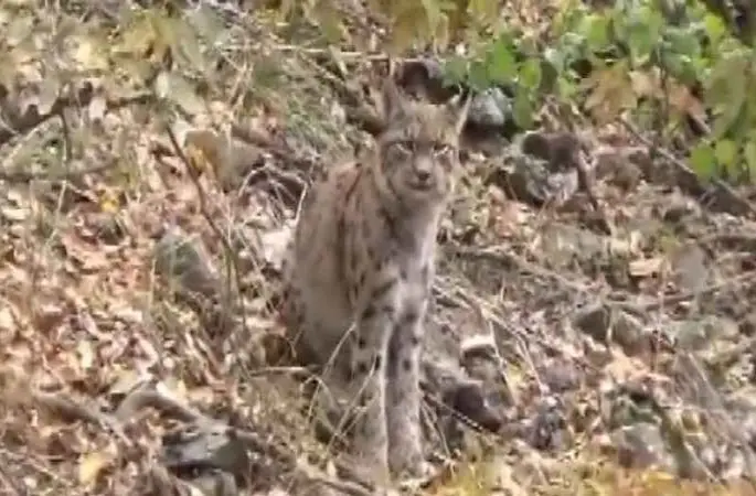 Kırmızı listedeki vaşak , dağ keçisi avlarken görüntülendi