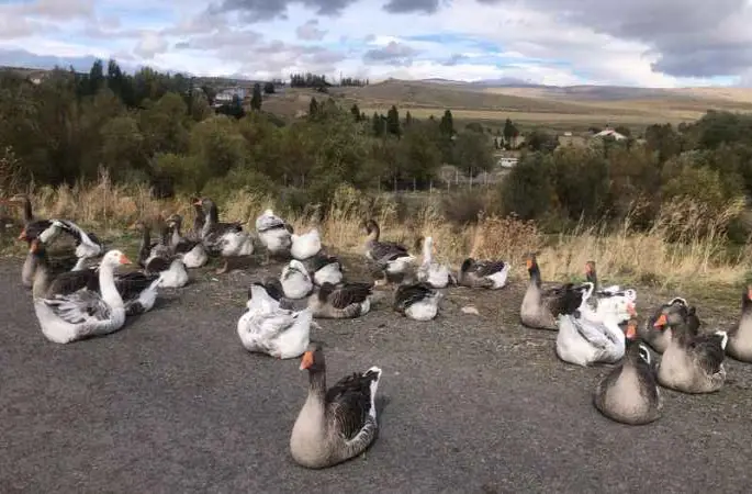 Kars’ta kazlar kesim öncesi besiye alındı