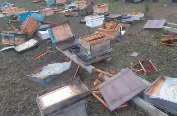 Artvin’de 60 kovanı parçalayan ayı 250 bin liralık zarara neden oldu