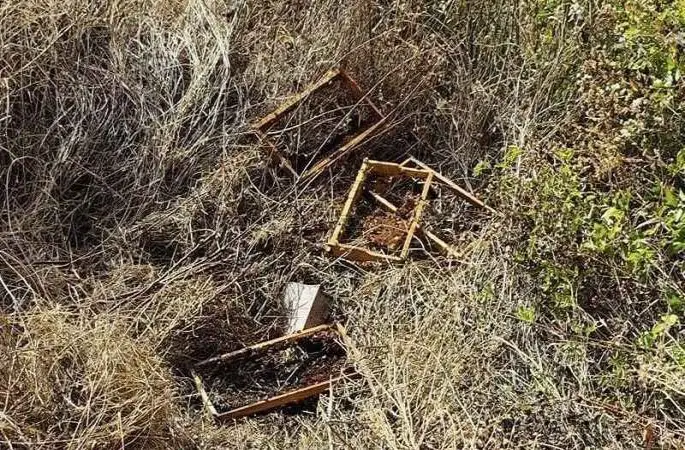 Kastamonu’da ayılar 10 arı kovanını parçaladı