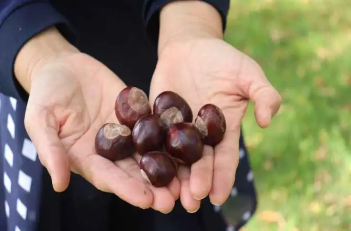 Parklardaki at kestaneleri tehlike oluşturabilir
