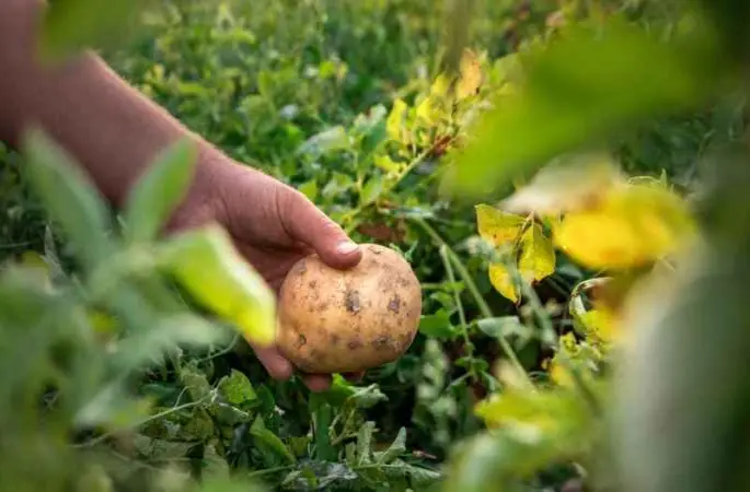  Atakey’e sürdürülebilir tarım standartlarında ‘Altın’ belge