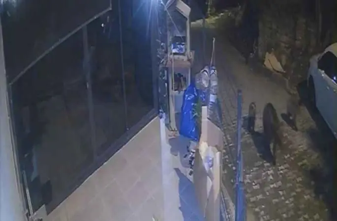 Zonguldak’ta köylere inen ayılar tedirgin ediyor