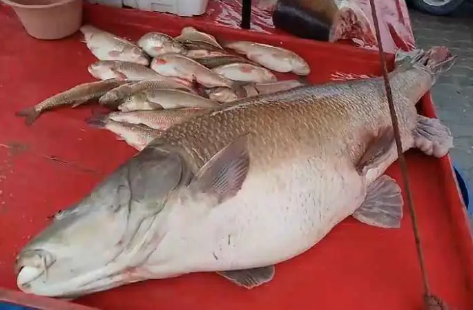 Karasu Nehri'nde 110 kiloluk turna balığı oltaya takıldı