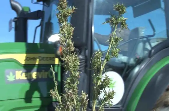 Kenevir tekstil ihracatına doping etkisi yapacak