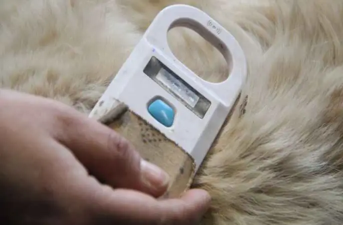 Sokağa terk etmeye çip engeli