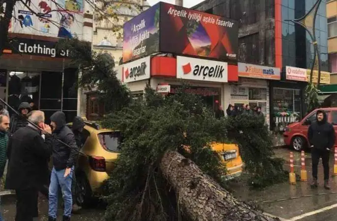 Rize'de fırtına esti, ağaç taksilerin üzerine devrildi