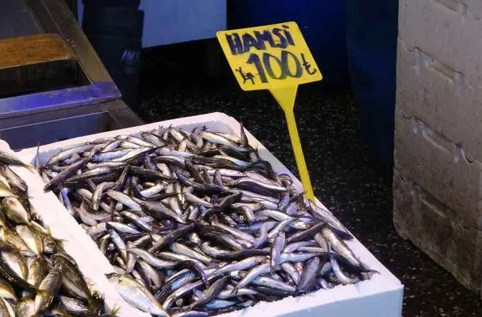 Hamsi sezonu erken kapatıyor