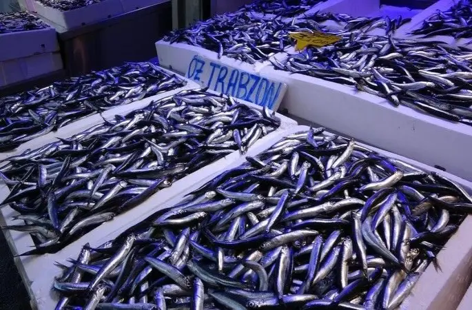 Balıkçıların ’hamsi kotası’ endişesi: "Altınla yarışacak"