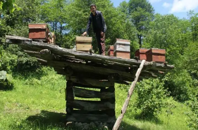 Giresun’da yüzyıllık arı çardakları tescillendi