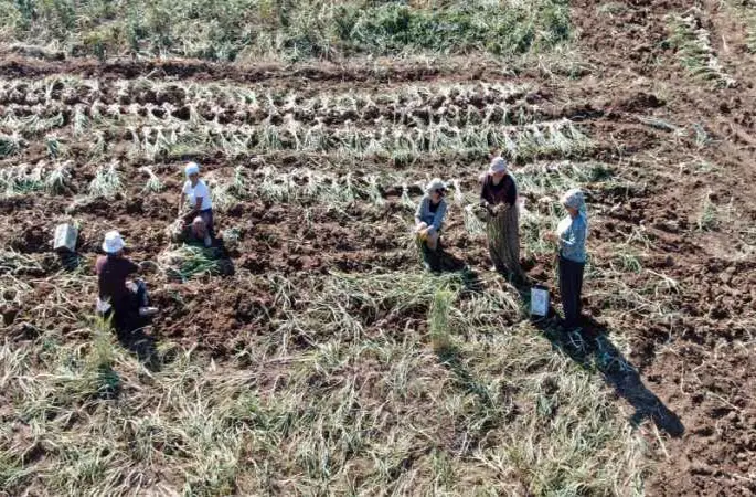 Dijital pazara giren Taşköprü sarımsağı, Türkiye’nin her yerine gönderiliyor