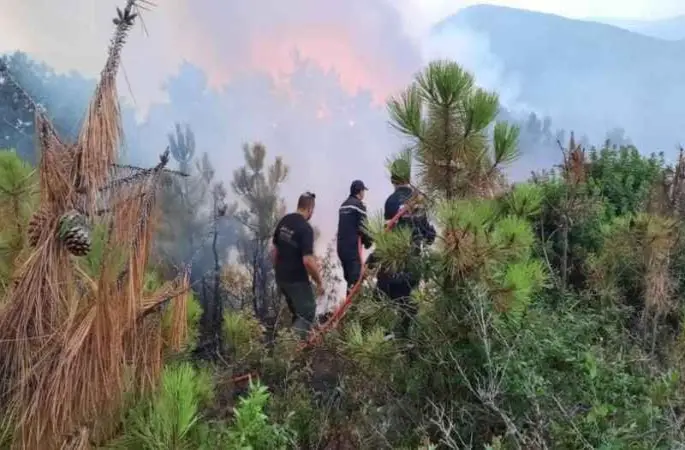 Tunus’ta orman yangını: 470 hektarlık alan küle döndü