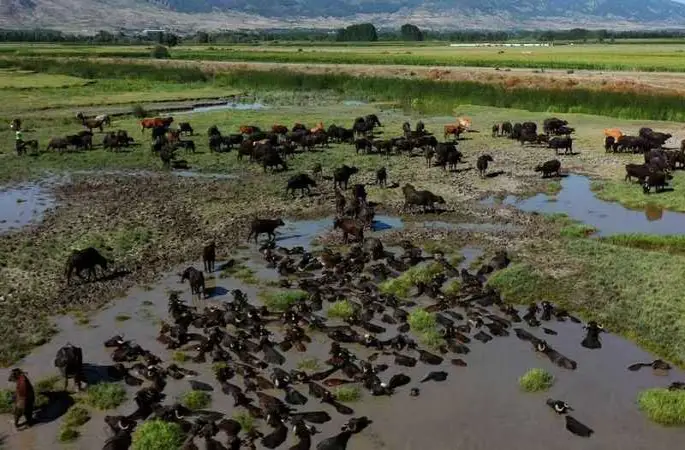 Tokat'ta Afrika'yı aratmayan görüntüler