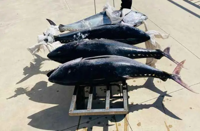 Gürpınar Su Ürünleri Hali'nde, yasa dışı avlanan 4 orkinos ele geçirildi