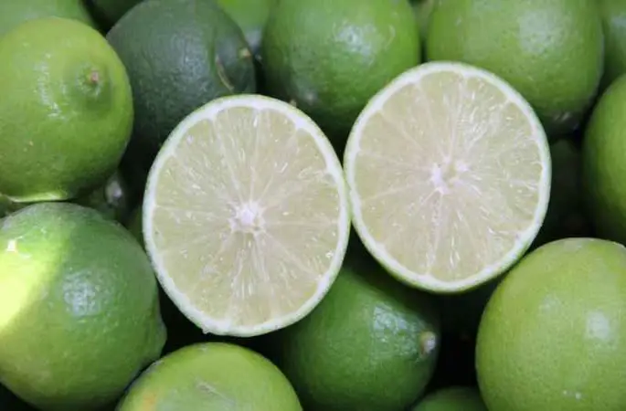 Türkiye’nin ilk 'lime' cinsi limon hasadı Silifke’de yapıldı