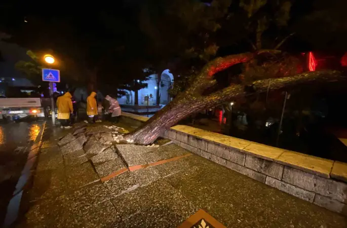 Aydın kent merkezinde faciadan dönüldü: Asırlık çam ağacı devrildi
