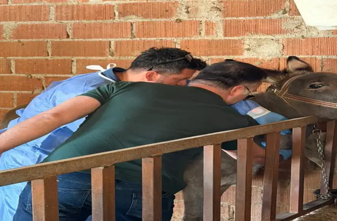 Aydın’da at ve eşeklerden numune alınıyor
