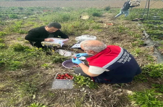 Aydın’da hasat öncesi çilek bahçeleri kontrol edildi
