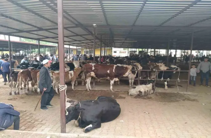 Aydın’da hayvan pazarlarında yeni dönem: "Kurallar ve saatler belirlendi"
