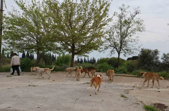 Aydın’da sokak köpeği sorunu devam ediyor
