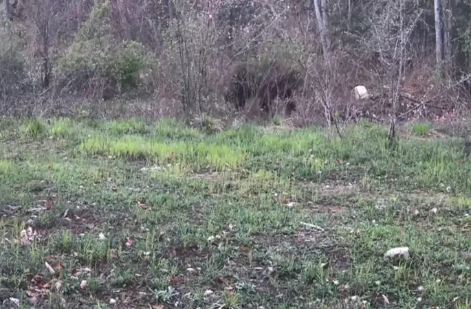 Ayı, domuz ve gelincik fotokapanla görüntülendi
