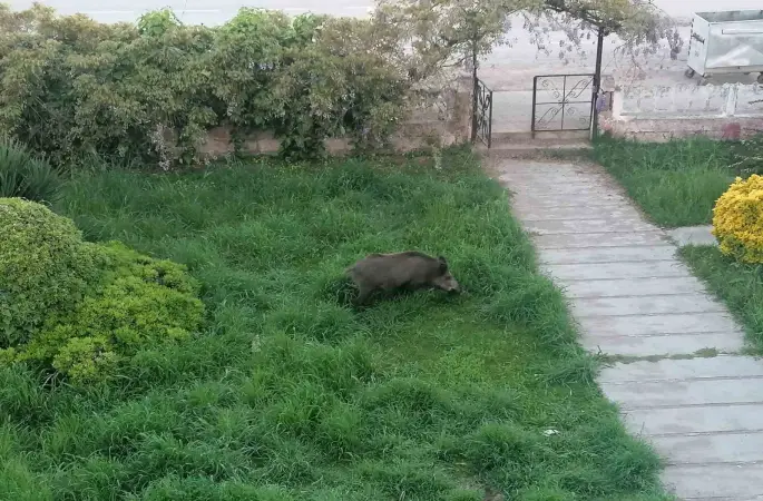 Ayvalık’ta Çamlık’ı yaban domuzları bastı
