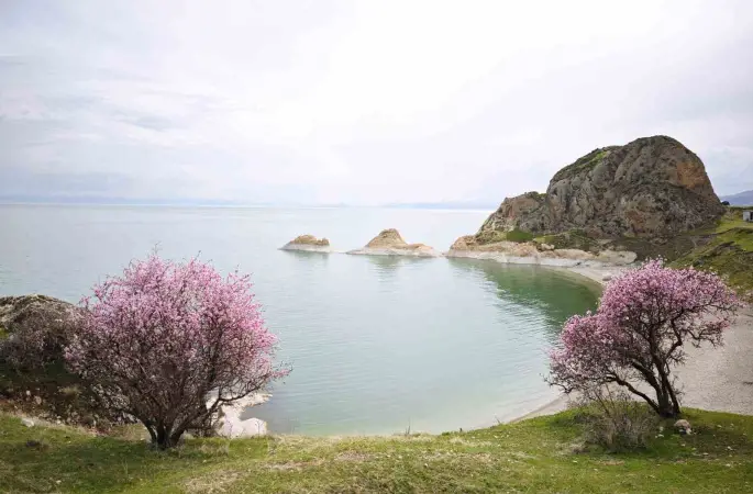 Badem çiçekleri Van Gölü kıyılarını renklendirdi
