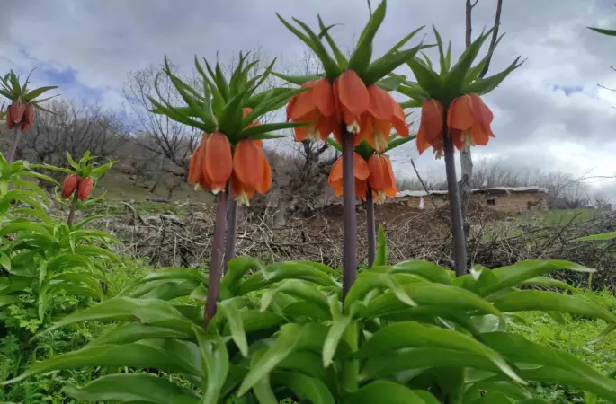 Baharın hüzünlü çiçeği: Doğu ve Güneydoğu Anadolu Bölgesi’nin sembolü ters lale yoğun ilgi görüyor
