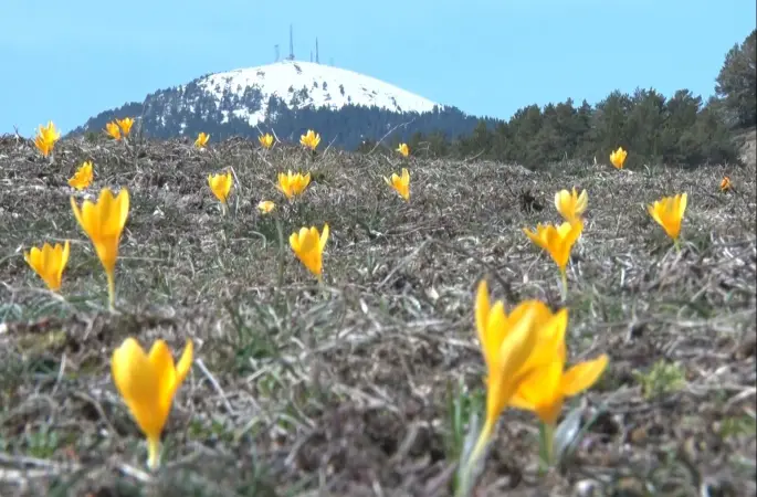 Baharın müjdecisi ‘çiğdemler’ çiçek açtı
