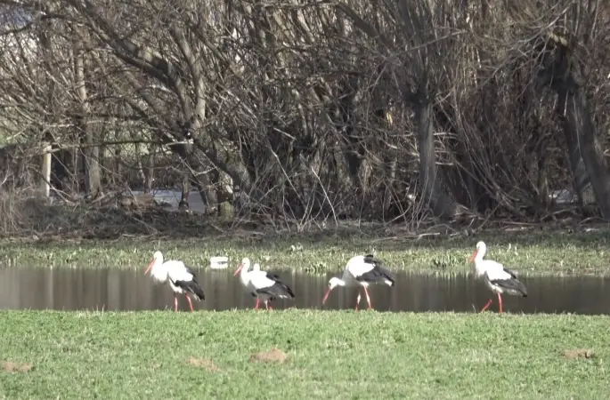 Baharın müjdecisi leylekler görsel şölen oluşturdu
