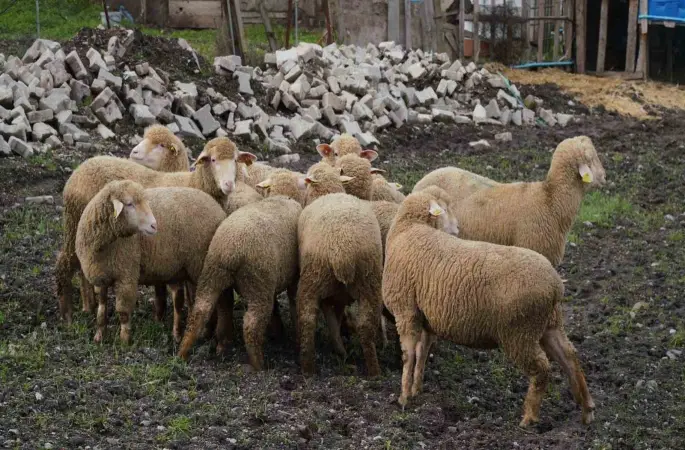 Balıkesir çiftçisine yüzde 100 hibeli damızlık desteği

