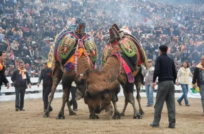 Balıkesir’de deve güreşlerinin önü açıldı
