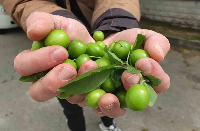 Balıkesir’de ilk erik hasadı yapıldı
