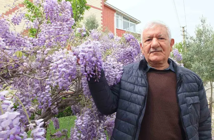 Balıkesir’de mor salkım güzelliği başladı
