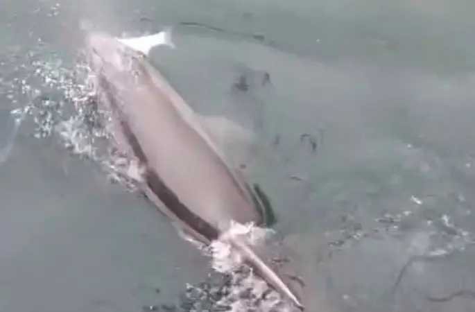 Bandırma Limanı’nda yunus avlanırken görüntülendi
