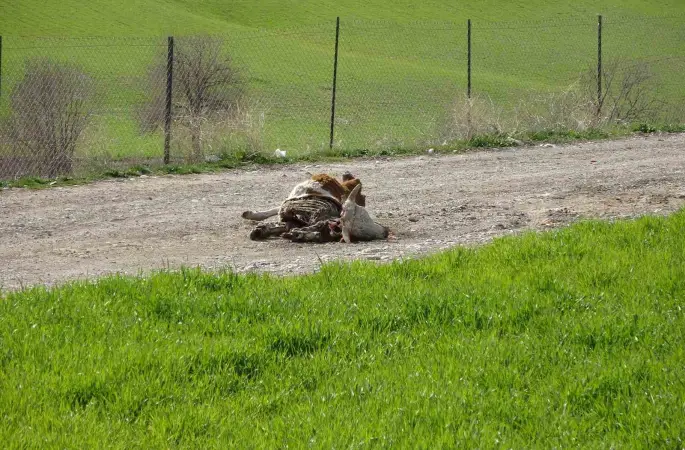 Baraj içerisine ve ulu orta atılan büyükbaş hayvan leşleri pes dedirtti
