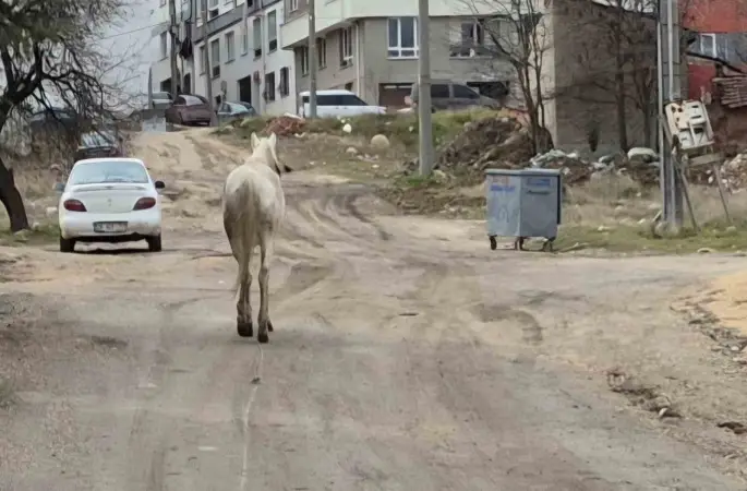 Başıboş atlar sokaklarda
