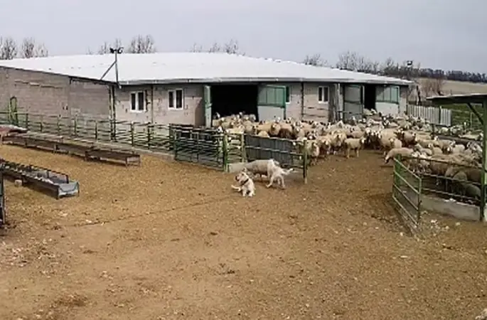Başıboş köpek çiftliğe girip koyunları kovaladı, çiftliğin köpeği olanları izledi

