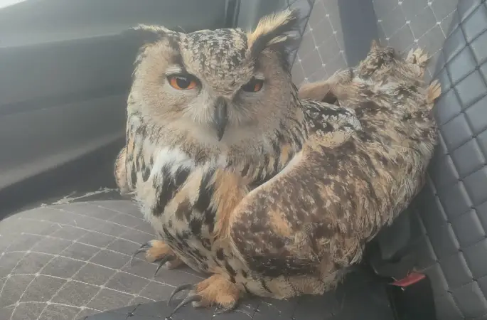 Bayburt’ta bulunan puhuda mantar enfeksiyonu tespit edildi
